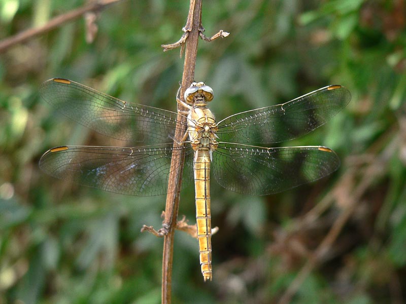 Anisotteri estivi